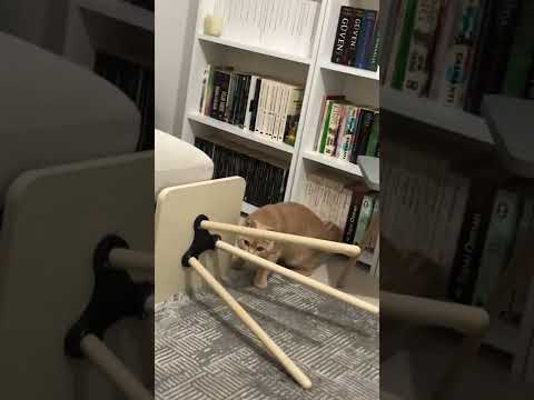 Canı sıkılan kedi ne mi yapar ? İzle ve gör