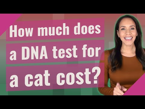 How much does a DNA test for a cat cost?