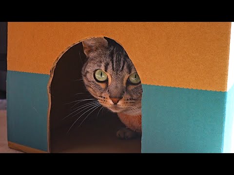 箱の外で遊ぶ他猫を、箱の中の猫が見たらこうなっちゃいました！