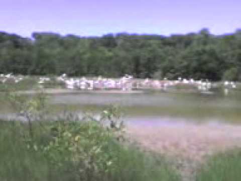 2009 Pássaros no Parque do Cocó