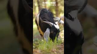 Goat Grazing Relaxing Video