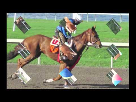 Provide Care for 12 Thoroughbred Ex-racehorses