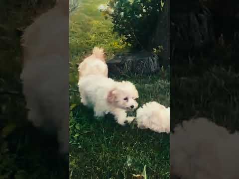 Maltipoo Welpe kaufen