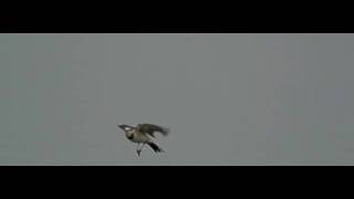 Download the video "セキレイ飛翔"