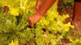 preview picture of video 'Organic Farming in Taleigao, Goa'