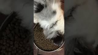 Blue Merle Border Collie Puppy Indulging in Delicious Dry Food Feast! 🐶💙🍽️ #PuppyFeedingTime
