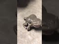 Forg Video Frog Song Frog Dance Frog Voice Frog Video For Kid Frog Vs Snake Short Fitmind2000