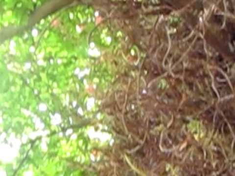 Strange Tropical Flowering Fruit Trees Hawaii
