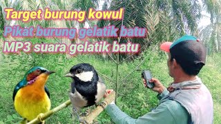 Download lagu Cara mikat burung kolibri wulung. suara MP3 gelatik batu dan pikat gelatik batu. mp3 Download lagu Cara mikat burung kolibri wulung. suara MP3 gelatik batu dan pikat gelatik batu. mp3