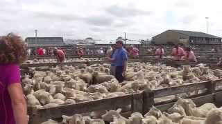 preview picture of video 'Marché de Feilding (NZ), vente aux enchères d'ovins'