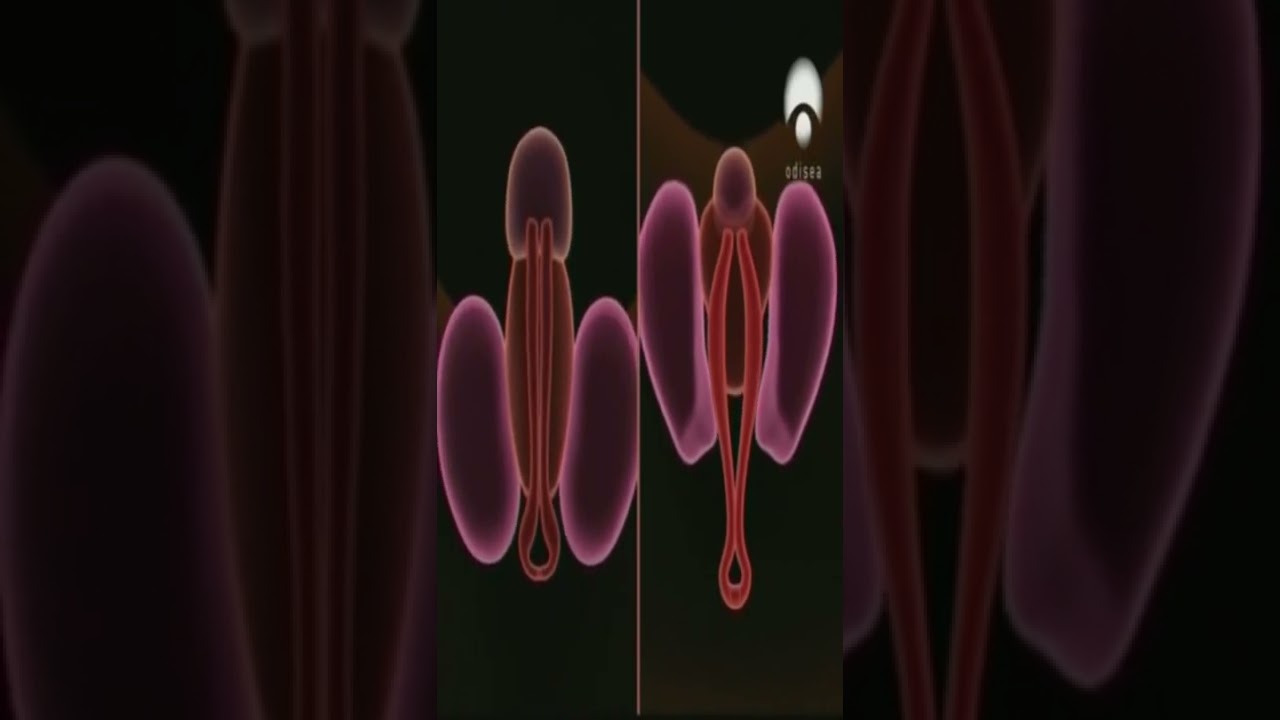 La vagina y el pene son muy similares #shorts