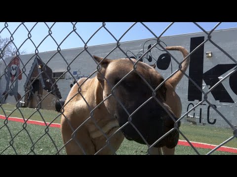 K-9 Obedience Training Center #topeka