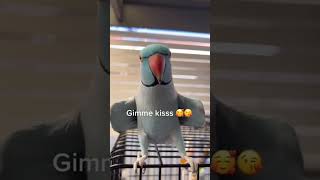 gimme kiss 😘😏😂😂 #trending #parrot #parrotgreen #bird #greenparrot  #partyparrot #cute #shorts