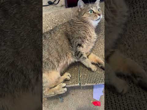 Morning Minka the Cat