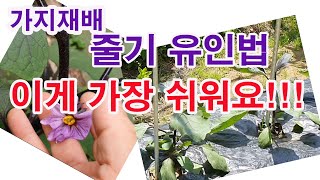가지재배. 줄기 유인법, 이게 가장 쉬워요.(가지재배, 가지 유인하기, 가지 적엽, 가지 적심, 가지 유인 …