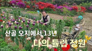 산골 오지에서 13년 동안 손수 가꾼 300평의 나의 튤립 정원
