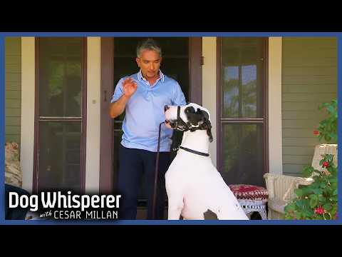 Cesar Millan Tames Giant Out-of-Control Great Dane | Full Episode | Dog Whisperer with Cesar Millan