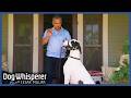 Cesar Millan Tames Giant Out Of Control Great Dane Full Episode Dog Whisperer With Cesar Millan