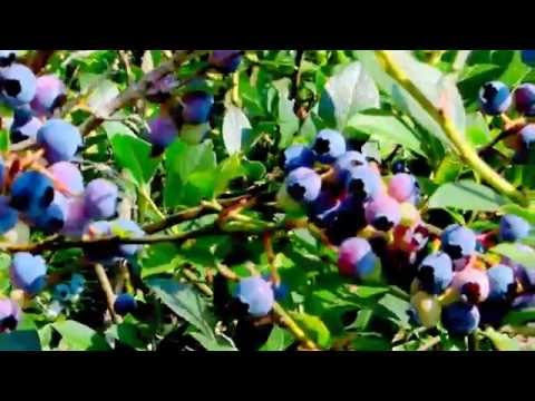 Heidelbeere / Blueberry Jul. 2015