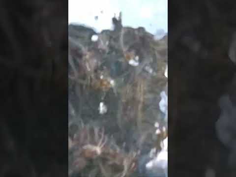 bolte parbe keu ki maach