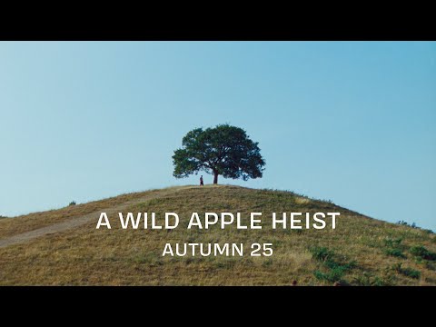A Wild Apple Heist – Autumn 25