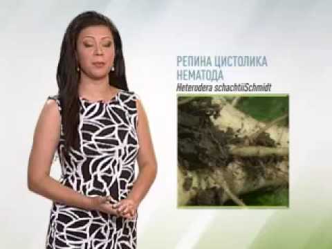 Zelena prognoza, 15.6.2015. - Mere u zasadima zbog šteta od grada