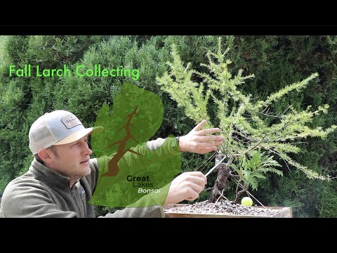 Collecting 2020: Larch Yamadori (Fall)
