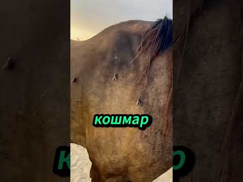 🐴 Маленькое насекомое, но огромное мучение для лошадей! 😱#facts #shortvideo #horse #love#юмор