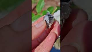 Herkimer 6g