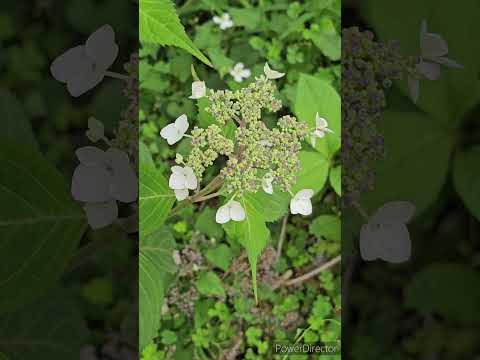 冬にはアジサイの下に何を置きますか？保護用の「ベッド」を作成するにはどうすればよいですか?  庭園