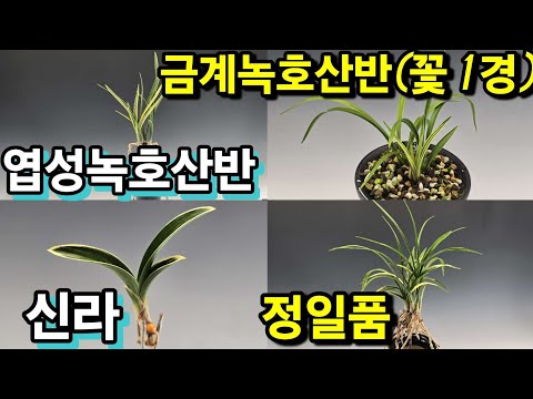 유튜브 썸네일
