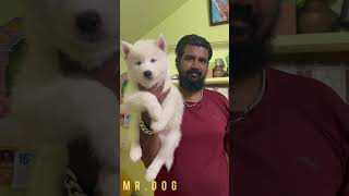 Puppy delivery 🚚 Happy customer 😀