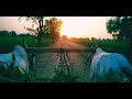 MARATHI FARMERS STATUS MARATHI SHETKARI STATUS MARATHI SONG