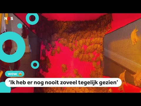 Honderden bevroren vleermuizen gered op zolder van vrouw