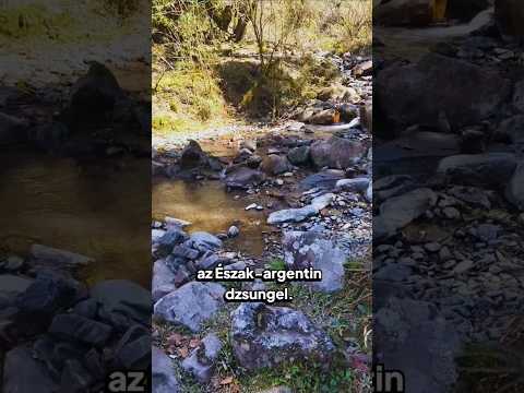 Ez nem Amazónia… mégis dzsungel 😳 #argentina  #salta  #sanlorenzo #shorts