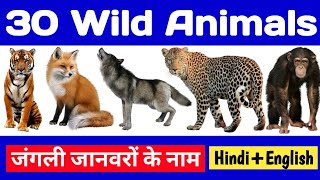 Wild Animals Hindi Eng Watch HD Mp4 Videos Download Free Wild Animals Hindi Eng Watch HD Mp4 Videos Download Free