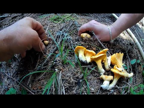 download lagu mp3 mp4 Finferli Mushrooms, download lagu Finferli Mushrooms gratis, unduh video klip Finferli Mushrooms