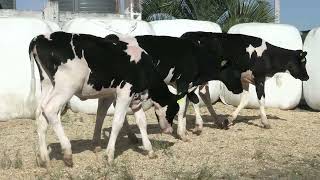 Vídeo 74 - LIQUIDAÇÃO TOTAL ESTÂNCIA SÃO FRANCISCO DE ASSIS | GADO HOLANDESES