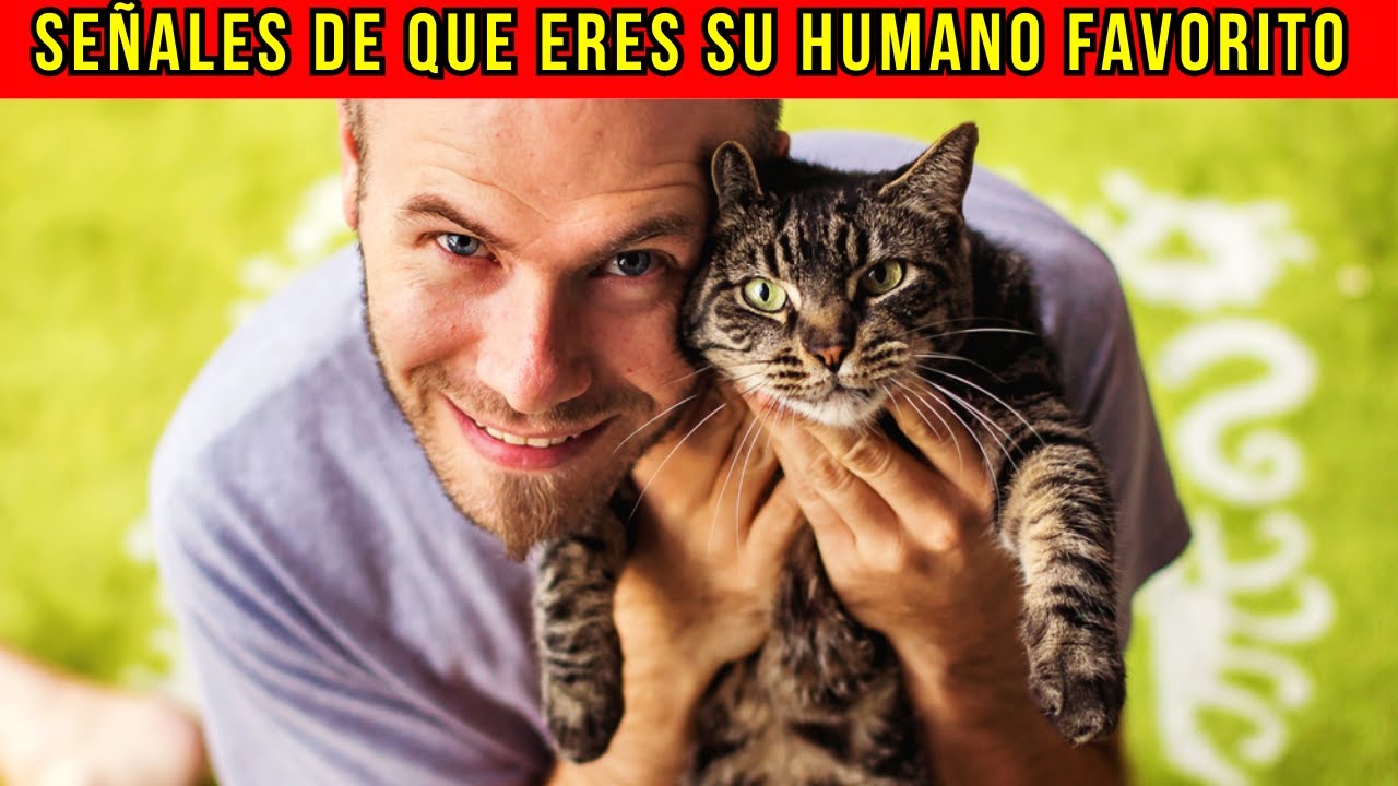 14 Señales de que tu gato ha creado un vínculo especial contigo