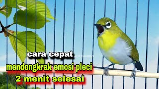 Download lagu Pleci Ngalas 12345 Tembakan Manggil Lawan || Pleci Gacor Suara Ngalas || Pleci Buxtoni Gacor mp3