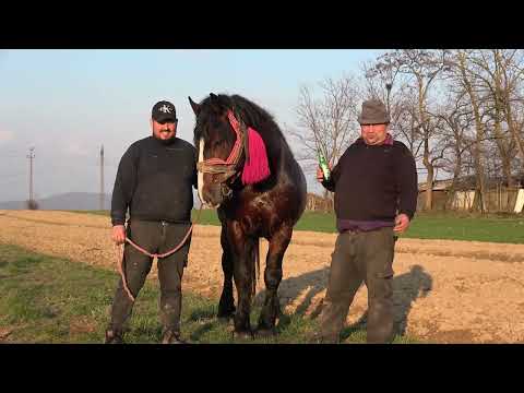 Caii lui Ticu de la Mediesu Aurit, Satu Mare - 2023 Nou!!!