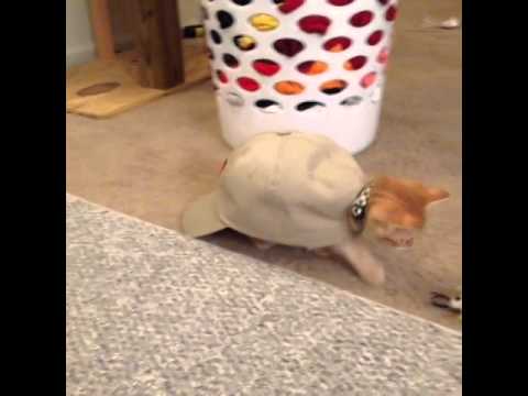 Turtle the Cat - Ezreal vs Sivir - bot (Challenger)