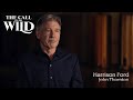 The Call of the Wild | Nature Clip | 20th Century Studios