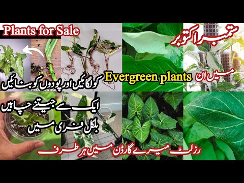 How To Grow Permanent Plants From Cutting In September grow plants by cutting fast #TheFlowerBox