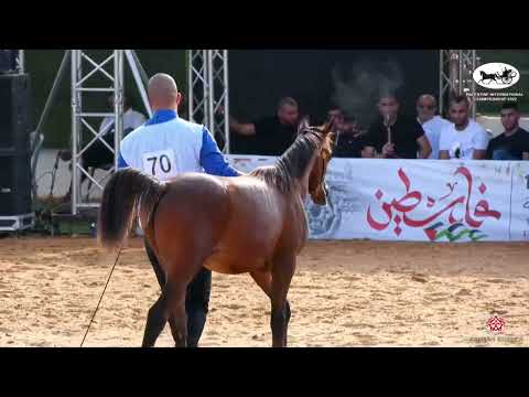 N 70 WAFAA AL ARAB   Palestine International Championship 2022   Futurity Fillies D Class 6