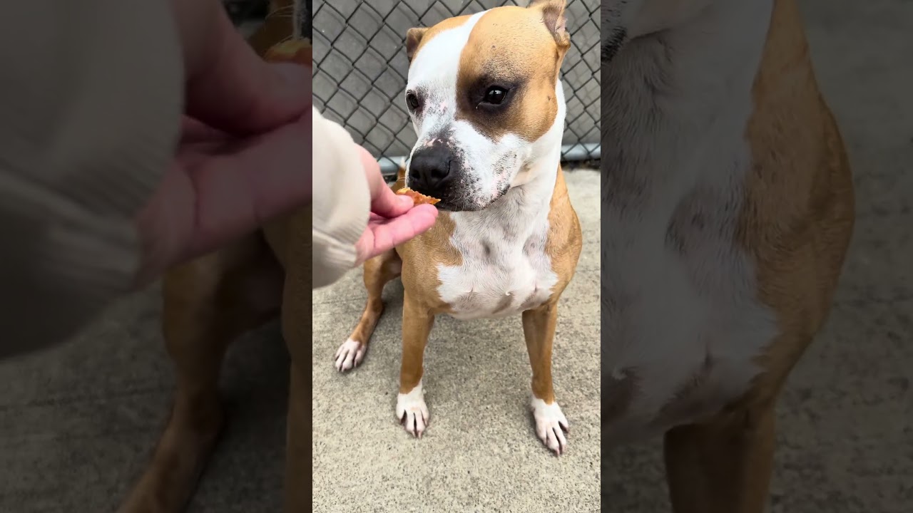Enlarge Butterfinger, an adoptable Pit Bull Terrier in Chicago, IL video 5/5