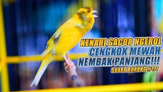 Download lagu SUARA BURUNG |177| Kenari GACOR PANJANG INI Cocok untuk Masteran KENARI PAUD dan Kenari Macet BUNYI mp3 Download lagu SUARA BURUNG |177| Kenari GACOR PANJANG INI Cocok untuk Masteran KENARI PAUD dan Kenari Macet BUNYI mp3