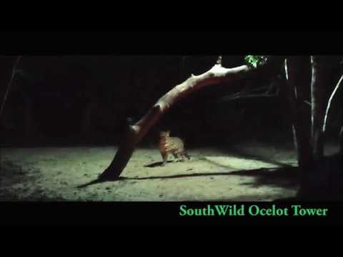 The SouthWild Ocelot Experience, only at SouthWild Pantanal Lodge (“Fazenda Santa Tereza”)