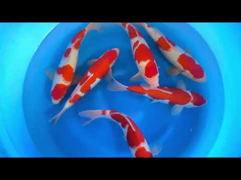 JKS-234 Yamamatsu Kohaku, Ai Koromo