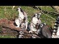 Blijdorp dicht, toch genieten van pasgeboren babymaki's